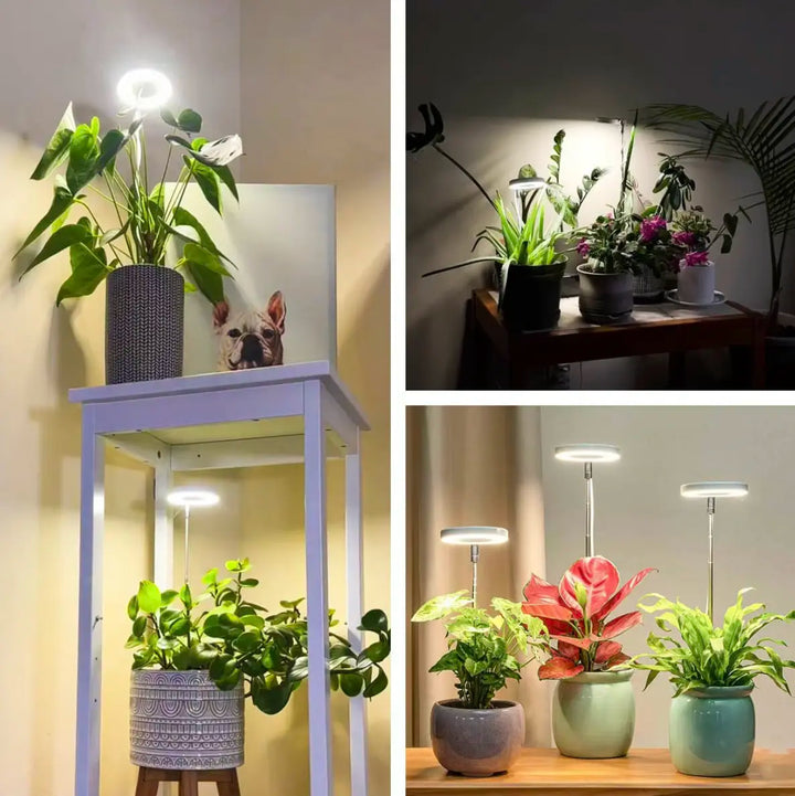 Iliana - Adjustable LED Plant Grow Light